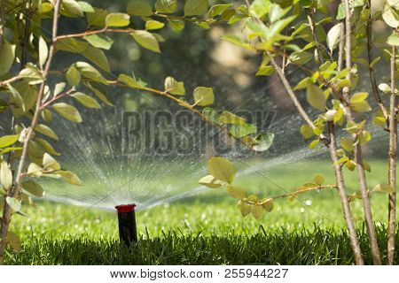 Automatic Sprinkler System Watering The Lawn On A Background Of Green Grass