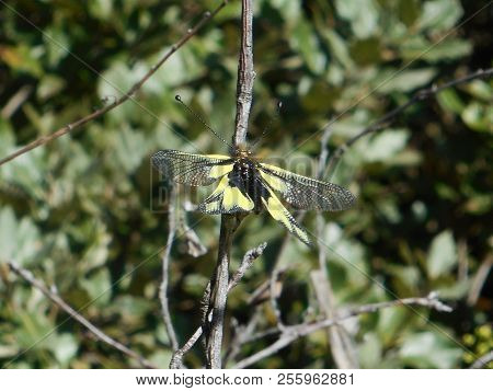 Owlflies  Butterfly Animal Insect Yellow Black In The Mountains