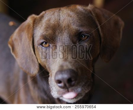 Portrait of a hunting dog
