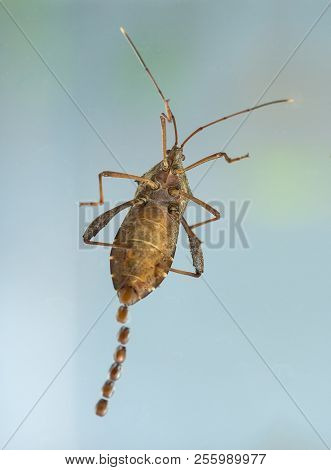 A Beetle Laying Eggs On The Wondow Glass
