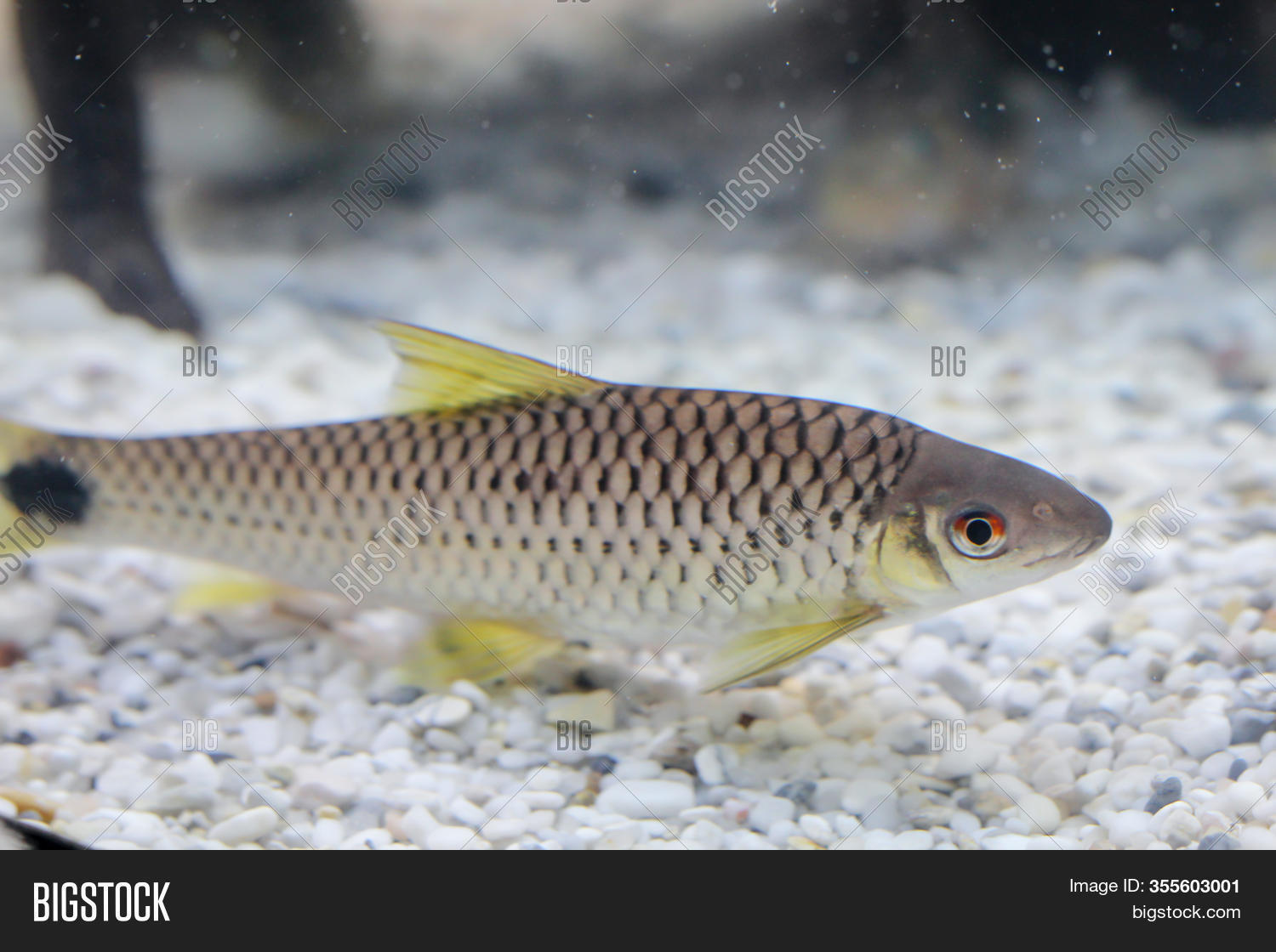 big algae eater fish