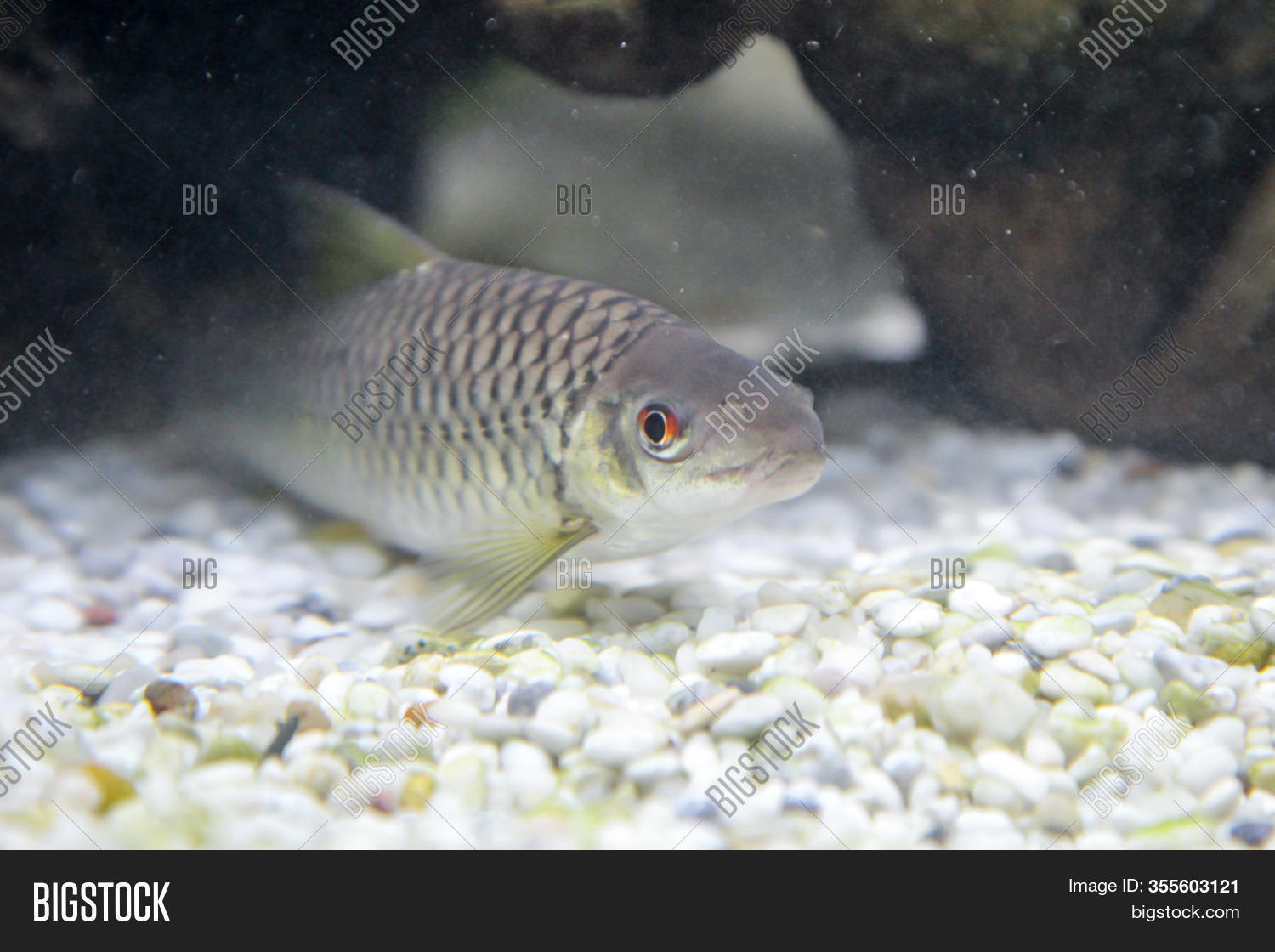 large algae eater fish