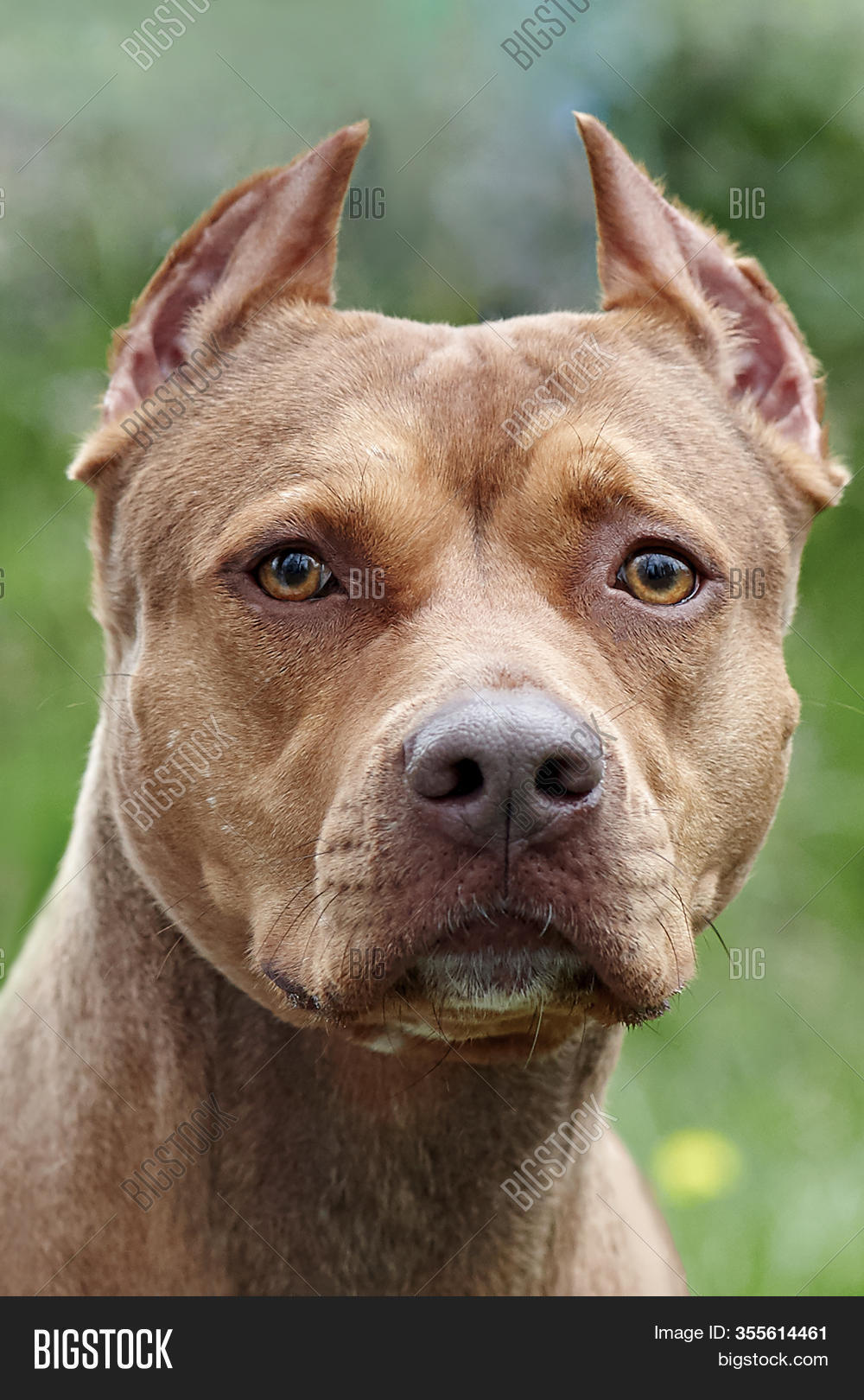 Beautiful Ginger Dog Image & Photo (Free Trial) Bigstock