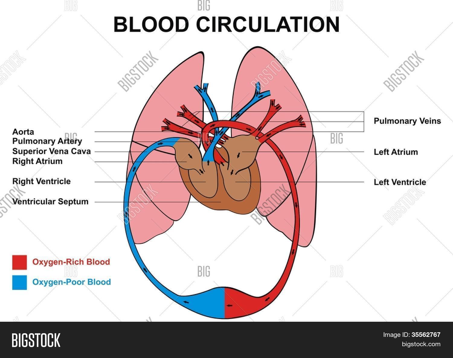 Wallpaper Blood Circulation Image Photo Free Trial Bigstock HD