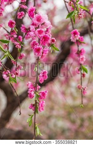 Spring Blooming Tree Branch. Pretty Sakura Blossom In Asia. Natural Floral Background. Trees Strewn 