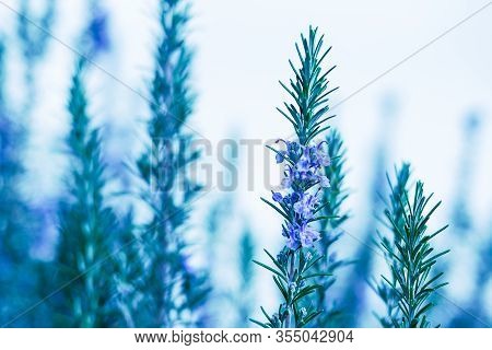 Blooming Rosemary Bush Salvia Rosmarinus , Selective Focus.