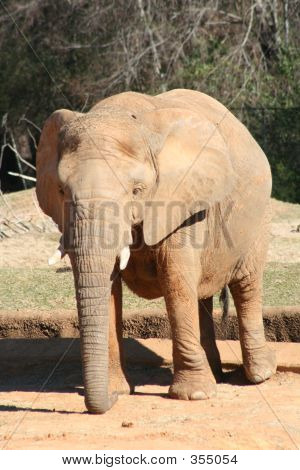 Elefante africano