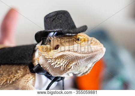 Cute Bearded Dragon Reptile Wearing A Suit And Hat
