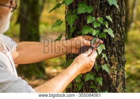 Putting Under Magnifying Glass. Round Magnifying Lens Held In Male Hands. Examining Tree Leaves With