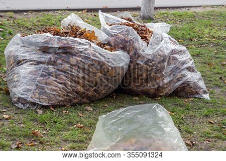 A Pile Of Yellow And Orange Fallen Leaves Is Collected In Large Transparent Plastic Bags On The Gree
