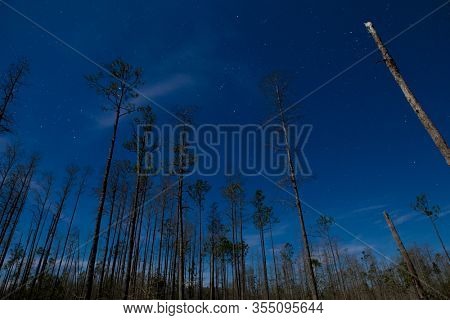 Night scene of pine forest in the Okefenokee swamp with sky and stars.