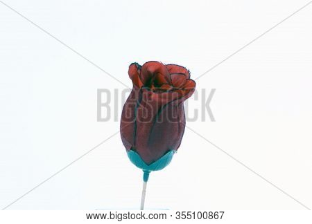 Beautiful Decorative Rose On A White Background