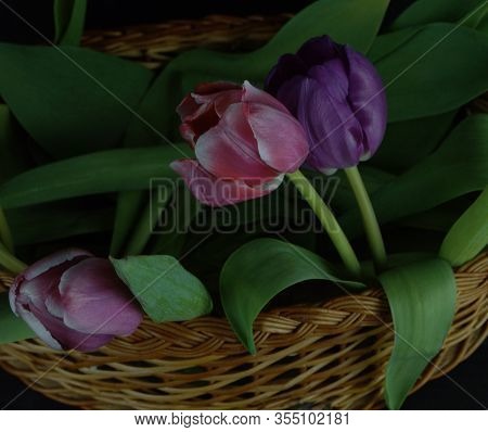 Three Tulips Of Different Colors Lie In A Basket