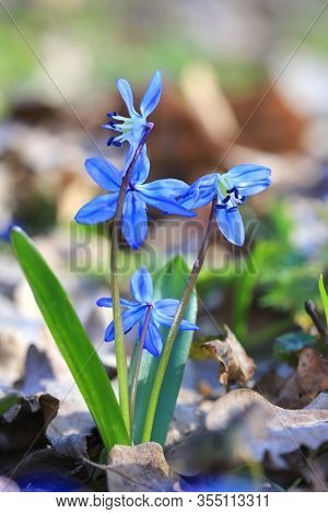 scilla bifolia flowers in spring forest