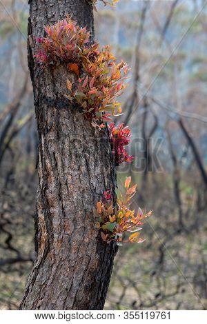 Epicormic Leaf Growth From A Burnt Tree Trunk Triggered After Bush Fires In The Blue Mountains Of Au