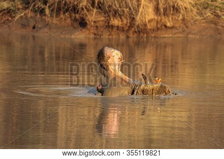 The Common Hippopotamus (hippopotamus Amphibius) Or Hippo Is Threatening With Open Jaws Full Of Long