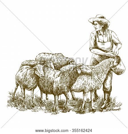 Female Farmer Feeds The Sheep. Sketch On A White Background. Animal Husbandry