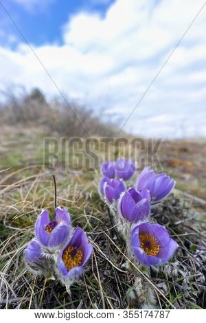 Pasque flower, National park Podyji, Southern Moravia, Czech Republic