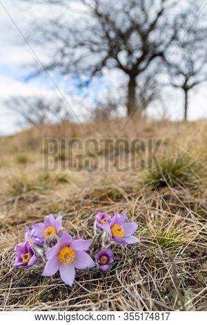Pasque flower, National park Podyji, Southern Moravia, Czech Republic