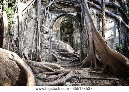 Guadeloupe Landmark Abandoned Slavery Prison Overgrown With Fig Trees. Grande-terre Island.