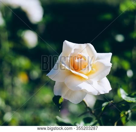 White Flowers. Natural Green Floral Background, Bokeh Effect. Young Green Grassy Leaf, Close Up Of V