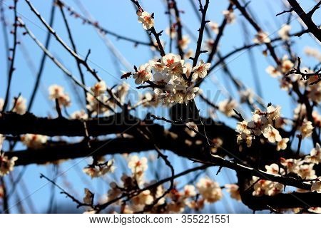Plum Blossoms Blooming In Sunmaewon, Yangsan, Gyeongnam, South Korea, Asia
