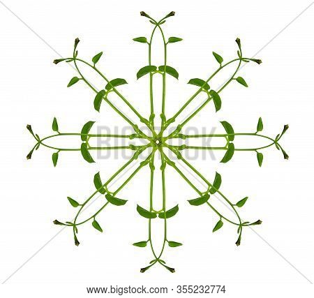 Heart Shaped Green Leaves Twisted Binahong Plant For Herbal Medicine Isolated On White Background Wi