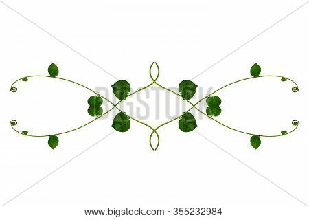 Heart Shaped Green Leaves Twisted Binahong Plant For Herbal Medicine Isolated On White Background Wi