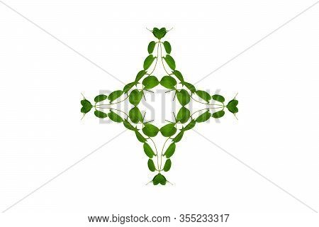 Heart Shaped Green Leaves Twisted Binahong Plant For Herbal Medicine Isolated On White Background Wi