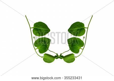 Heart Shaped Green Leaves Twisted Binahong Plant For Herbal Medicine Isolated On White Background Wi