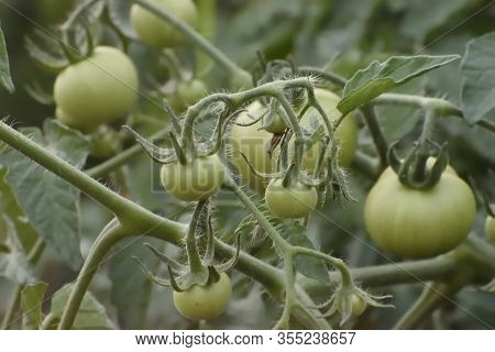 Tomato Fruit And Tree In India Or Green Tomato