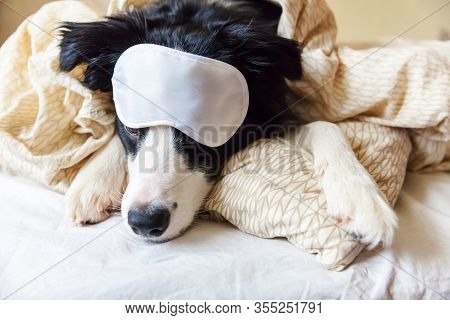 Do Not Disturb Me Let Me Sleep. Funny Puppy Border Collie With Sleeping Eye Mask Lay On Pillow Blank