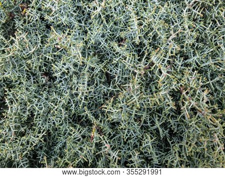 Background Texture Of A Fluffy Green Branches Of A Bush.