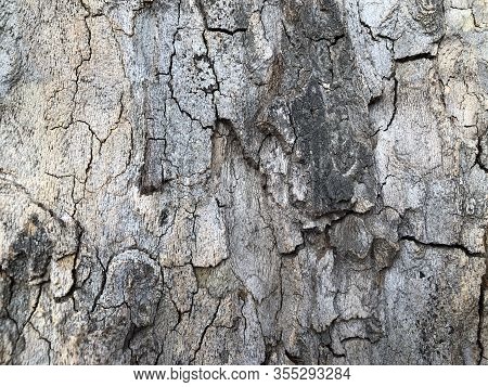 Highly Detailed Tree Bark Texture. Close-up Tree Structure
