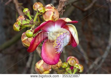 The Amazing Beauty Of The Bodhi Tree Flower, Also Known As Bo (ficus Religiosa) In The Old Beautiful
