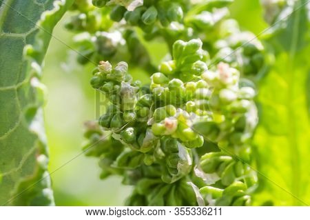 Flowers Rumex Confertus Russian Dock Of Horse Sorrel Close-up. Collecting Medicinal Herbs In Summer 