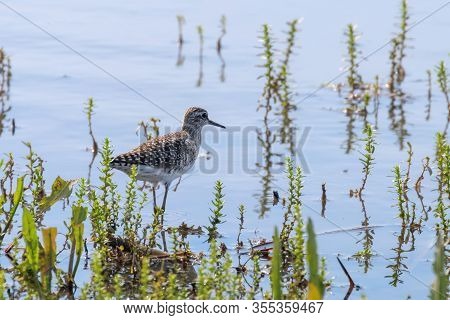 Sandpiper, Wood Sandpiper In Shallow Water (tringa Glareola) Wader Bird Sandpiper