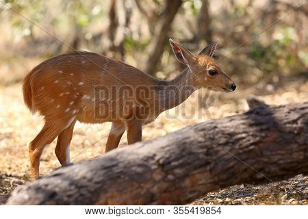 The Imbabala Or Cape Bushbuck (tragelaphus Sylvaticus) In The Thicket By The River. Antelope In The 