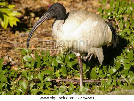 Byen Ibis