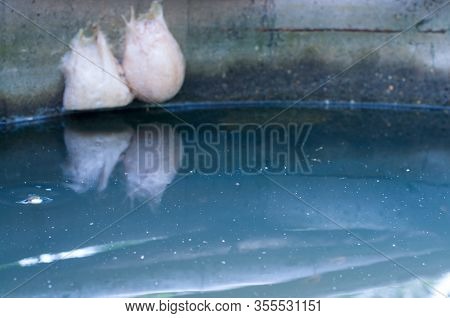 Water Surface In Cement Pond Rings With Blurred Frog Bubble Nest. Amphibian Habitat.