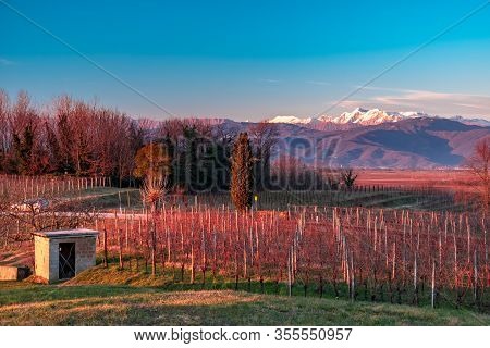 Winter Sunset In The Vineyards Of Collio Friulano