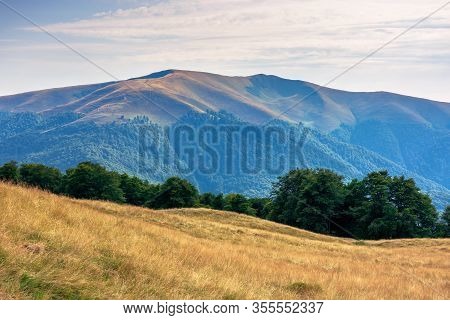 Carpathian Mountain Landscape In Summer. Weathered Grass On The Meadow. Beech Forest On The Edge Of 