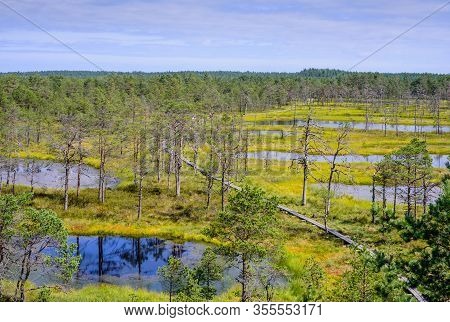 Viru Bog (viru Raba) In Lahemaa National Park, A Popular Natural Attraction In Estonia, A Tourist Ec