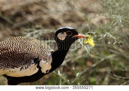 The Detail Of The Northern Black Korhaan (afrotis Afraoides) Or The White-quilled Bustard Is Holding