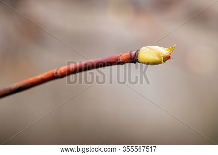 Blossoming Buds On Tree . A Twig With Buds. Branches With Young Buds. Early Spring. Life.