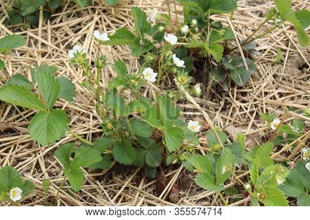 The Picture Shows Strawberries With Blossoms In The Ground