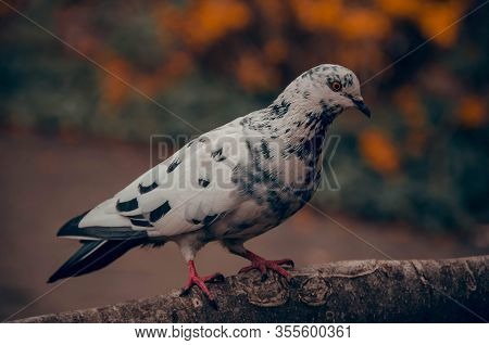White Dove On A Branch With Beautiful Color