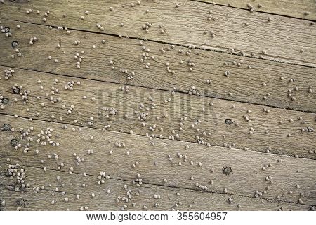 Brown Weathered Boardwalk Planks Background With Small Snails On Top.