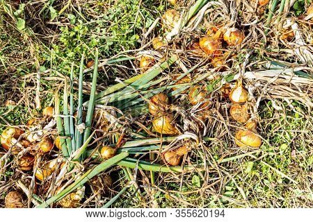 Yellow Onions And Shallots Drying In The Summer Sun In A Permaculture Garden