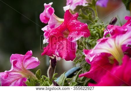 Flowers In The Garden. Petunia In The Garden. Plant Grow In Greenhouse. Floral Background Of Bloomin
